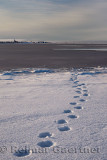 Polar Bear tracks on Barter Island with Kaktovik Eskimo village and DEW line tower Alaska
