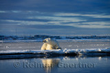 Male polar bear lying on Barter Island sniffing air at Kaktovik Eskimo village Alaska