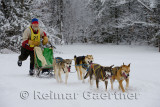 341 4 dog sled 3.jpg