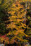 Red and yellow maple trees at Noyes Pond Groton State Forest Vermont in the Fall