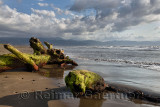 Tree driftwood covered in seaweed on beach of Nuevo Vallarta Mexico