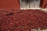 Arabica coffee berries drying in the sun in San Sebastian Mexico