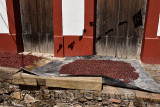 Freshly picked red arabica coffee berries sun drying in historic town of San Sebastian Mexico