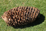 Blue agave pineapple core on a lawn at a tequila factory in Jalisco Mexico