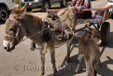 Confused foal with mother donkey harnessed to cart in Kalinino Basshy Kazakhstan