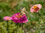 Tiger Swallowtail butterfly and Hummingbird Hawk Moth on Zinnia flowers Kazakhstan