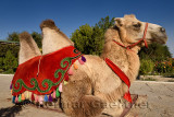Bactrian camel with decorative saddle for rides at Hodja Ahmed Yasawi mausoleum gardens Turkestan Kazakhstan