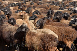 Black brown sheep crowded together in a corral on a farm near Shymkent Kazakhstan
