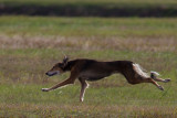 Lure_Coursing_trial_2015_013676.jpg