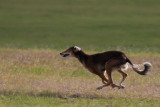 Lure_Coursing_trial_2015_013681.jpg