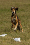 Lure_Coursing_trial_2015_013691.jpg