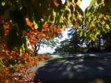 Fall leaves .jpg