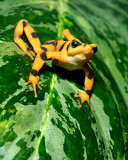 Panamanian Tree Frog