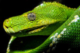 Green Tree Python