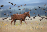 Foal and Birds