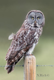 Great Grey Owl Portrait
