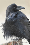 Ruffled Raven