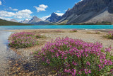 Bow Lake Vista