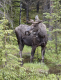 Young male moose in deep forest.