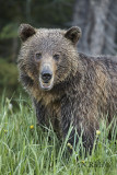 Rocky Mountain Grizzly bear portrait