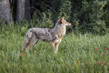 Dignity of Coyote