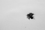 March 1, 2013Leafprint