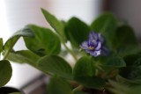 March 29, 2013Peeking Out
