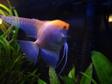 Gulliver Travels(In Memory of a Great Fish)January 3, 2014