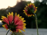 Indian Blanket ~ August 5th