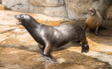 Screaming sea lions (sep14)