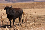 IMG_8329001.jpg - Basotho Cow