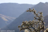 IMG_8246001.jpg - Maliba | Maluti Mountains