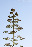 IMG_8643001.jpg - Aloe Tree