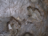 IMG_6040001.jpg - Dinosaur Footprints | Lesothosaurus