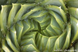 IMG_0484001.jpg - Spiral Aloe