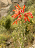 IMG_9081001.jpg - Flora of Lesotho