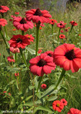 IMG_7748001.jpg - Flora of Lesotho