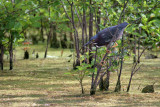 Little Green Heron