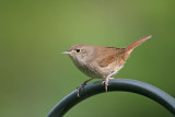 House Wren