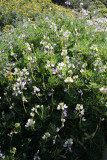 Lupinus arboreus