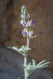 001-Lupinus adsurgens