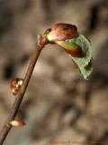 New baby tree in the forest