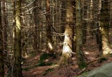 dancing trees