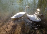 cygnes sur la rivire Aar  Strasbourg