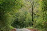 chestnut forest