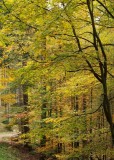 la forêt du Nideck # 2