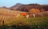 le vignoble en hiver