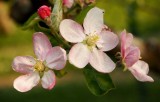 apple blossoms