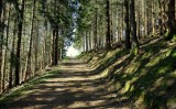 la forêt de sapins