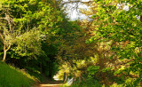 la forêt de Maisongoutte
